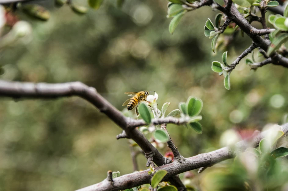 manuka honey antibacterial