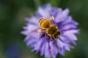 best Manuka Honey skin