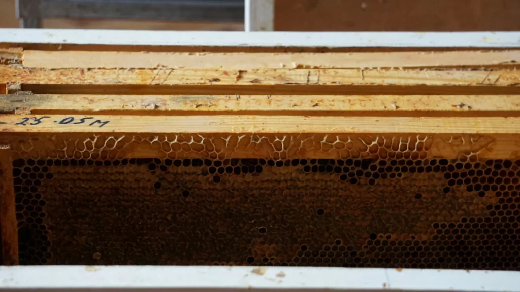 manuka honey anti-inflammatory