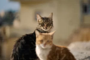 can cats have honey