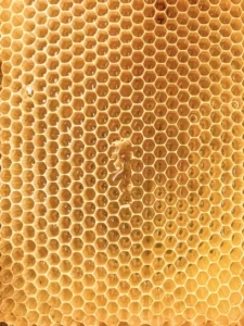 manuka honey antiviral