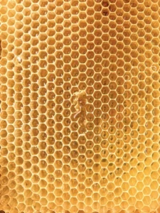 manuka honey for immunity