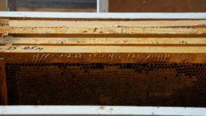 manuka honey for joint pain